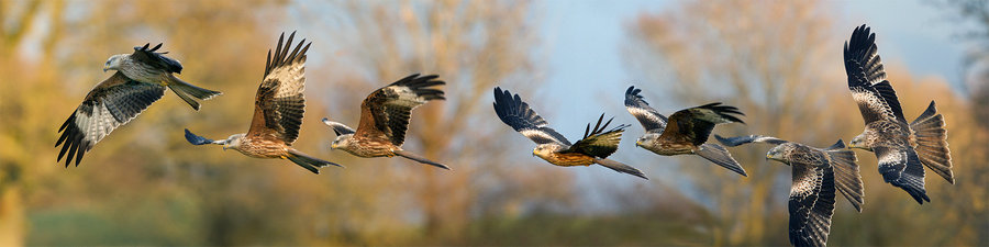 red_kite_sequence_by_jamie_macarthur-d5npsy5